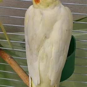 корелла