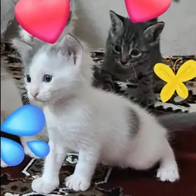КОТЯТА