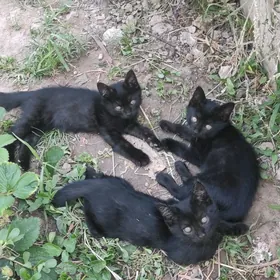 Котята Британцы