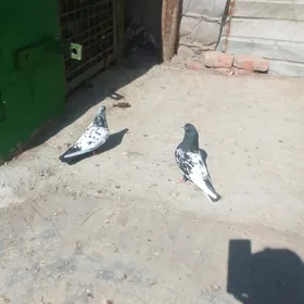 кептерлер