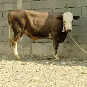 ÖKÜZ