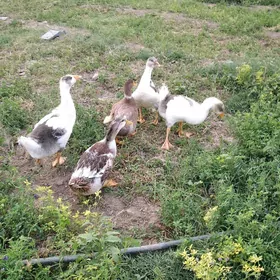 satılık guslar ördek