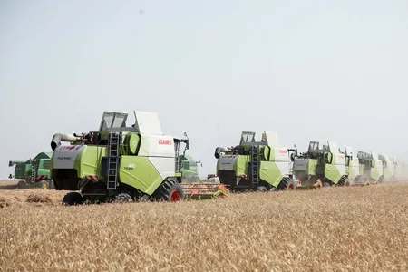 Daşoguz we Balkan welaýatlarynyň bugdaý meýdanlarynda orak möwsümi başlandy