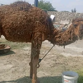ogşuk