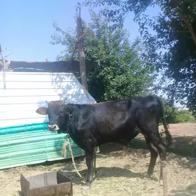 okuzler