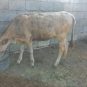 Šiwey tuwe.