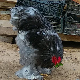 brama Blu yumurta