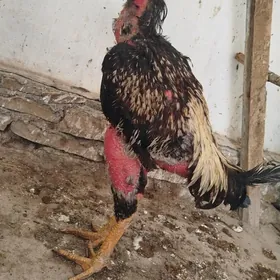 baysow