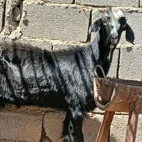 bakylan geçi