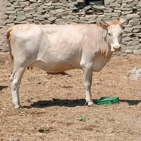 sygyr boğaz