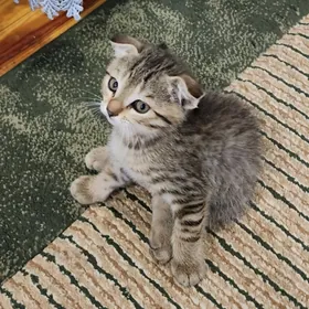 Продаются котята