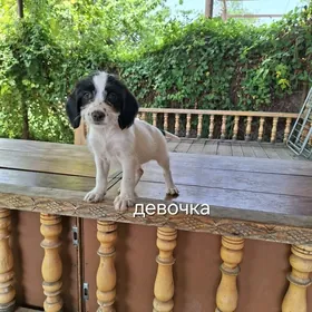 Щенки (собаки)