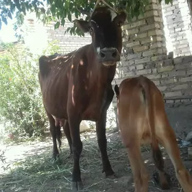 Göleli sygyr