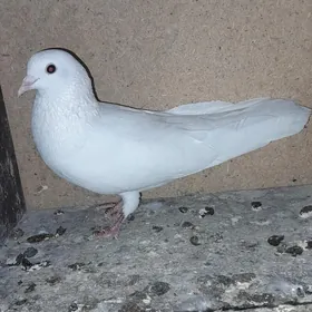 kepderi
