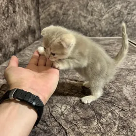 вислоухий шотландский