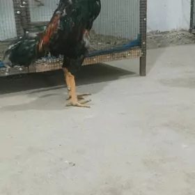 baŷes Horaz