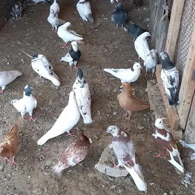 kepderi