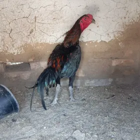 horaz
