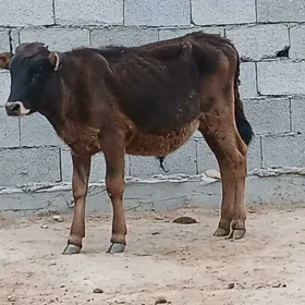okuzce