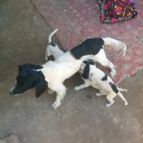 Spaniel gujukler