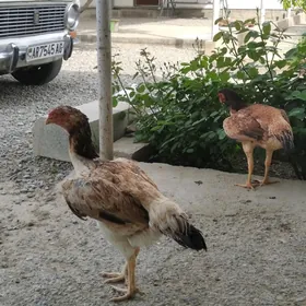 Ташкент