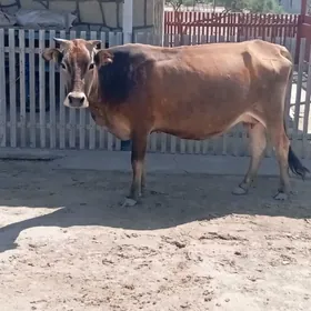 Sygyr göleli