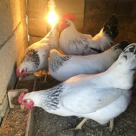 Adler towuk induk
