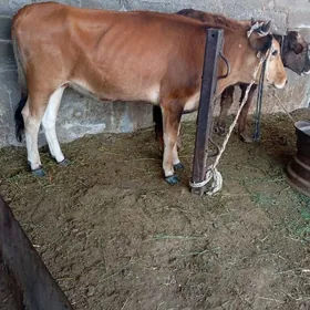 tüwe