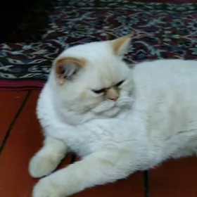 кот