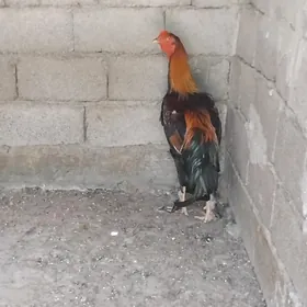 horaz