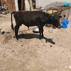Ökiz