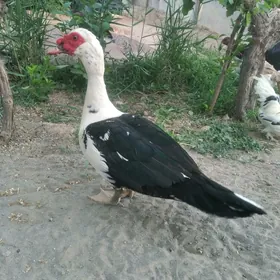 Индаутга