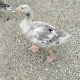Gus