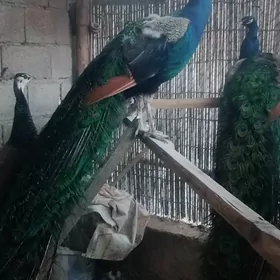 tawus