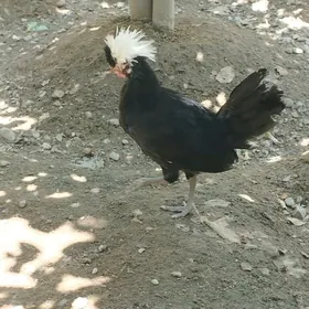 AK telpek horaz