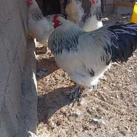 brama