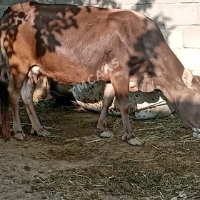 Bogaz sygyr 6aý.içi