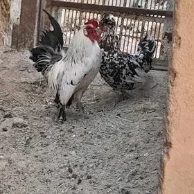 karlik