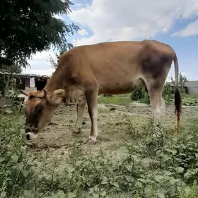 GYSYR SYGYR