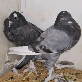 kepderi