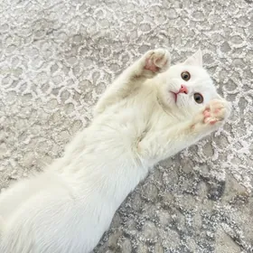 котёнок pisik