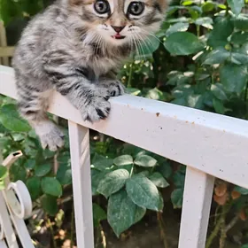 котята