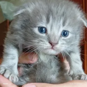 Котенок