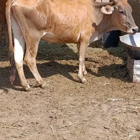 şwes tohum sygyr