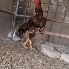horaz