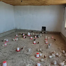 brama towuklaryn juyjeleri bar