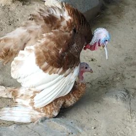 owgan paroda induk horaz