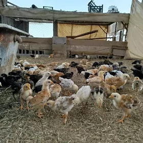 towuk juyje