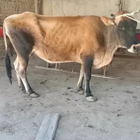 BAKYLAN SYGYR
