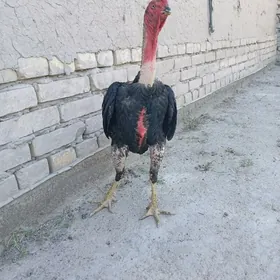 horaz